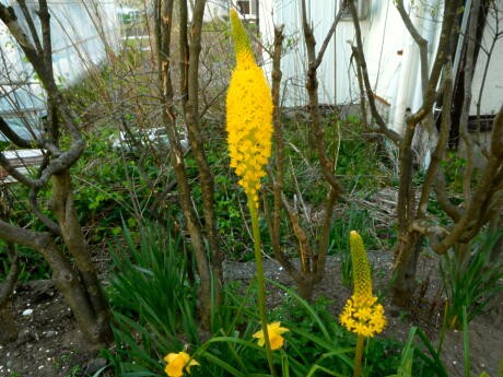 8 1 宿根草花壇は色々 つ 私ってガン