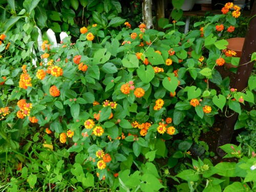 花木に近い低木も元気 ニコニコ 私ってガン 花木に近い低木も元気 ニコニコ 私ってガン