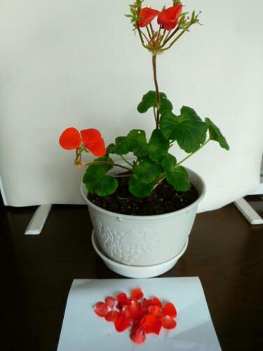 雪国でもゼラニウムは強く冬越し可 私ってガン 雪国でもゼラニウムは強く冬越し可 私ってガン