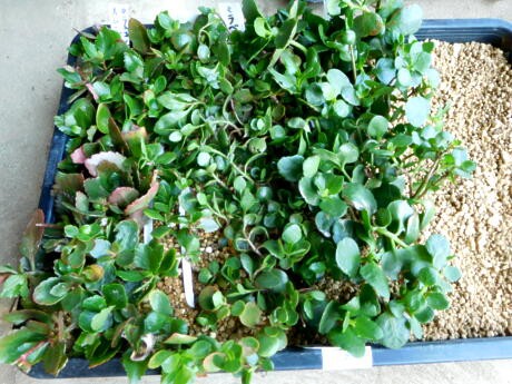 カランコエもやっつけちゃった S 私ってガン