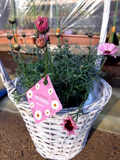 こんな風に咲いたよ W ﾉﾞ 私ってガン