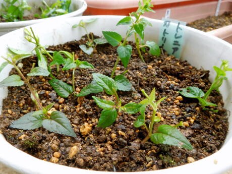 5年目の花 トレニアカタリーナの繁殖力 ﾟﾛﾟ ｴｪｯ 私ってガン