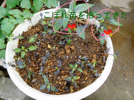 100均コンテナに観賞用トウガラシを つ ゞ 私ってガン
