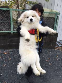 保護されたグレートピレニーズの子犬の里親様募集 ボストンテリアのbossとvowwow Wonderfullife