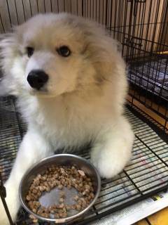 保護されたグレートピレニーズの子犬の里親様募集 ボストンテリアのbossとvowwow Wonderfullife