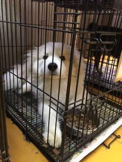 保護されたグレートピレニーズの子犬の里親様募集 ボストンテリアのbossとvowwow Wonderfullife