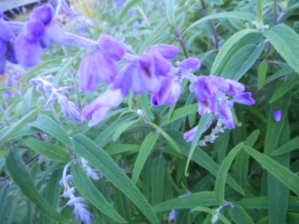 アメジストセージ 9 11月に咲くシソ 科の花 M777doorのブログ