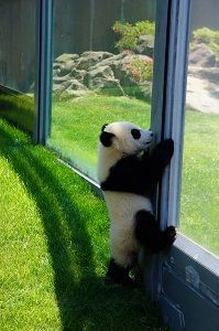 可愛い子パンダの結浜に さらにシツコク超接近 見タイ 食べタイ 遊びタイ