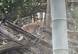 青鳥城跡二の郭土塁にいたにゃんこ 見タイ 食べタイ 遊びタイ