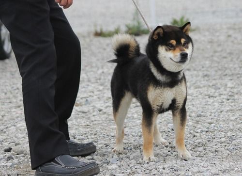 平成26年春季 日本犬保存会 山梨支部展 パーティーカラー トイプードル ブリーダー