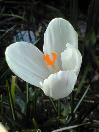 ユニーククロッカス 花 言葉 白 最高の花の画像