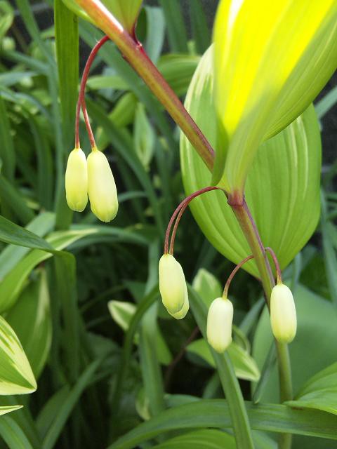 花言葉 アマドコロ 花一輪