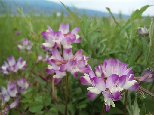 花言葉 レンゲ あなたは幸福です 花一輪