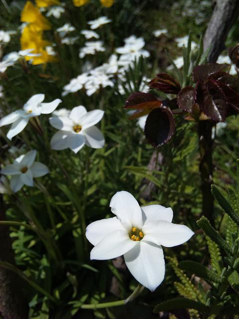 花言葉 ハナニラ 花一輪