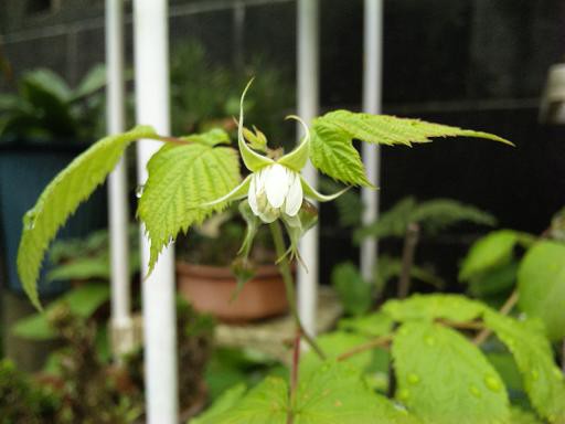 ラズベリー 花から実へ 花一輪