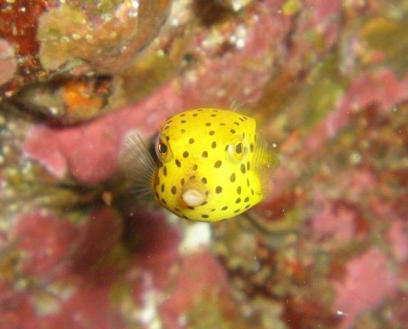 こんにちは赤ちゃん まちゃの独り言