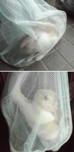 ウサギの爪切りしました 思いつき走り書き