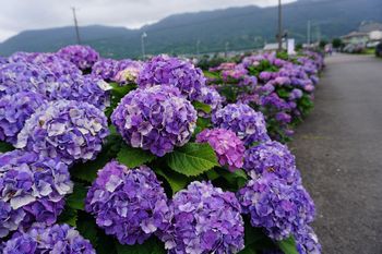 開成町あじさい祭り かまくら日記 鎌倉 北鎌倉 大船 ブログ