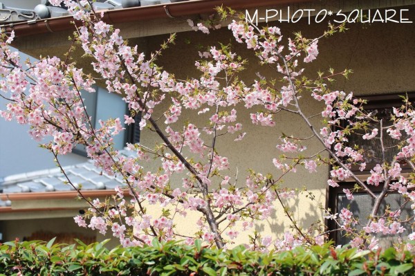 我が家の河津桜が満開です ｍ ｄｉａｒｙ