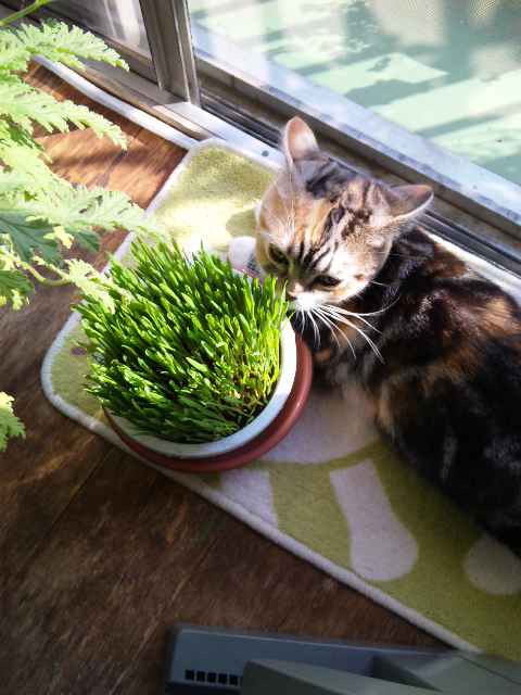 毛玉ボール : マック家の雑記帳