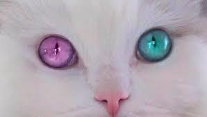 猫の目の色 マック家の雑記帳