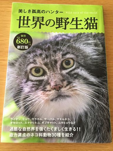 上野動物園でマヌルネコに会う マック家の雑記帳