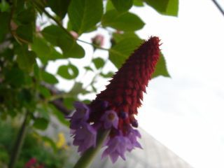 Livedoor Sp Blogimg Jp Macot United Imgs 6 2 62