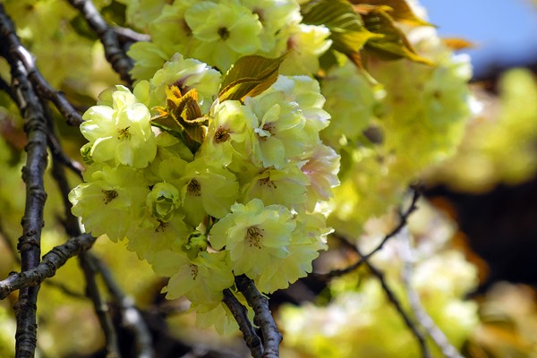 鬱金桜を撮りに行ってきた こんなところへ行ってみたい