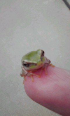 アマガエルかわいいよあまがえる 元メンヘラニート４０歳の生態