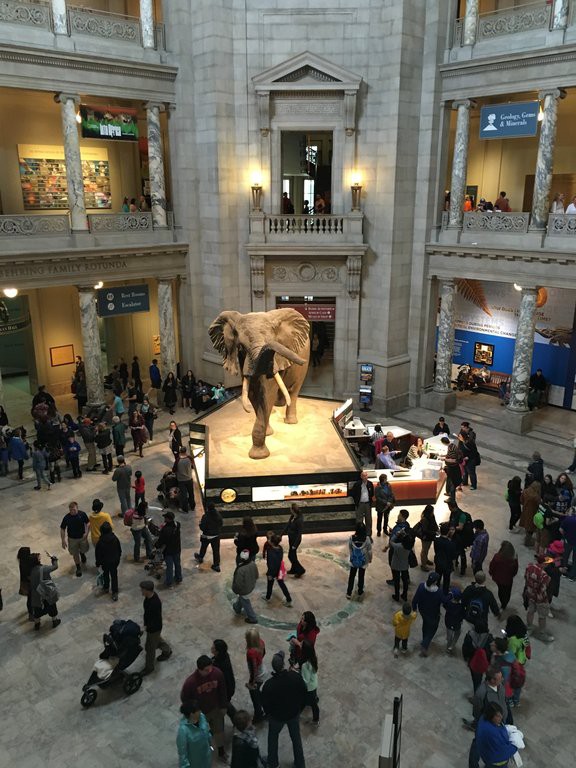 スミソニアン自然史博物館で桜パンダ…売ってましたの＠ワシントン : 窓