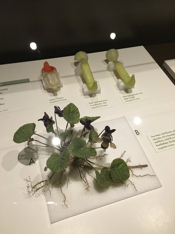ガラス標本の素晴らしいハーバード自然史博物館 : 窓＠New York 再び！