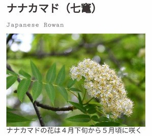 ポケモンのジムリーダーの名前の由来って植物なの ゲーハーの窓