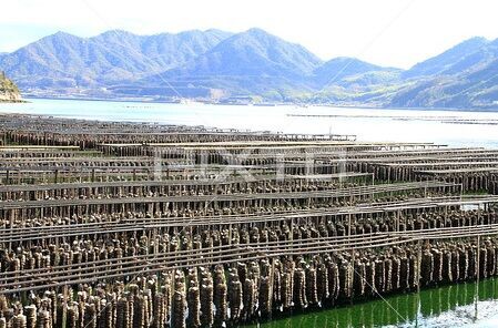 Martin DCX1R エレアコ (管理カキ) Martin DCX1R エレアコ (管理カキ) Martin DCX1R エレアコ (管理カキ