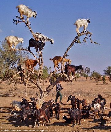 モロッコの木に登るヤギ 旅予約