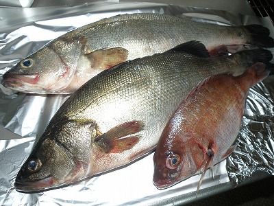 捕れたての魚 おばさんのﾌｫﾄｱﾙﾊﾞﾑ