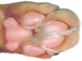 猫好きの好きな肉球 ペットの健康 猫好きの好きな肉球 ペットの健康