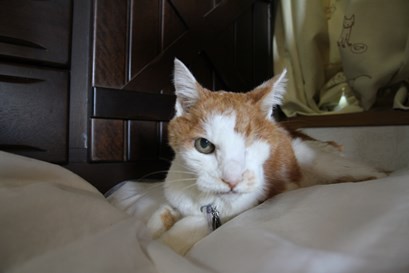 静かに闘うおじいさん猫 ペットの健康