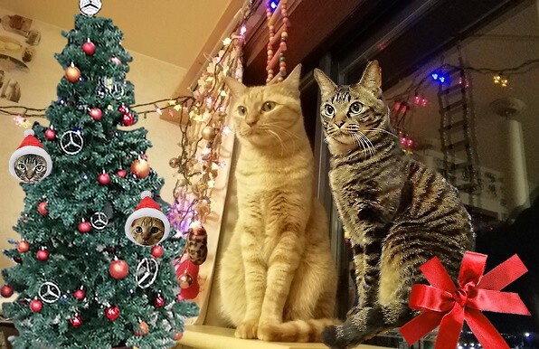 我が家のちょっとだけクリスマス 猫動画 ペットの健康