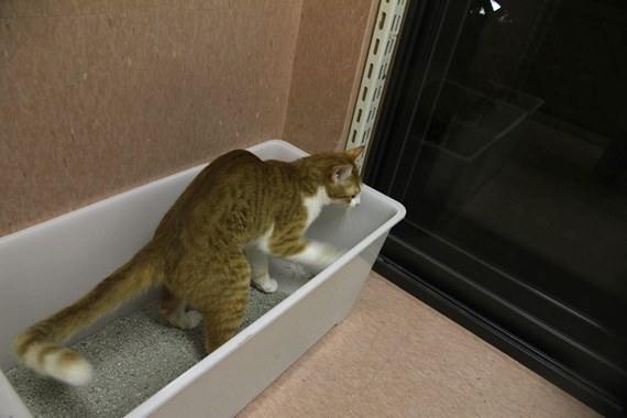メメちゃん トイレ編 猫さん あるある ペットの健康 メメちゃん トイレ編 猫さん あるある ペットの健康
