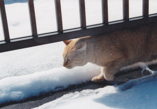 まぐろ と チビ と雪 ペットの健康