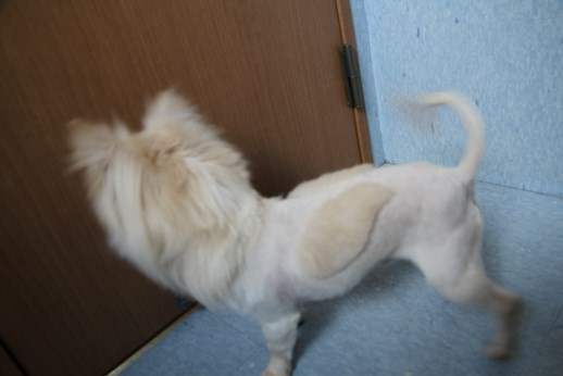 チワワちゃんの天使の羽 カット ペットの健康