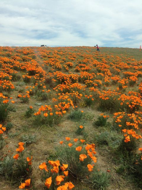 辺り一面カリフォルニアポピーのお花畑 アンテロープ バレー まぐやまのロサンゼルス生活日記