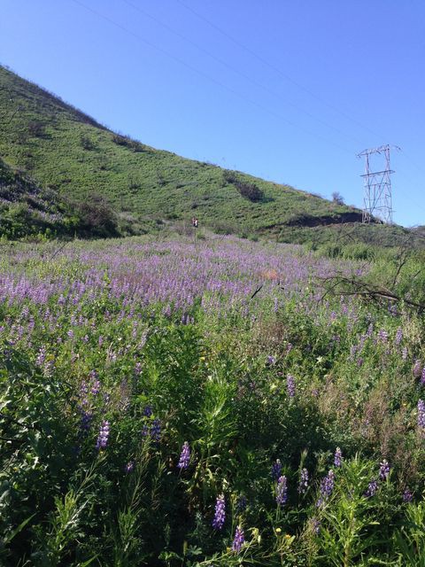 マリブの山の裏側 青紫のルピナスが咲き誇る秘密のお花畑 まぐやまのロサンゼルス生活日記