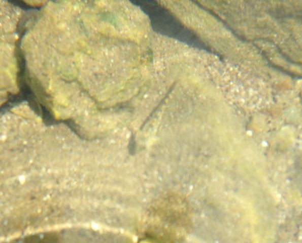 サンペドロの海辺の潮溜まり公園で避暑 海の生き物ウォッチング まぐやまのロサンゼルス生活日記