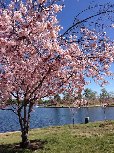 ロサンゼルス 春のお花見スポット5選 A 桜 サクラ まぐやまのロサンゼルス生活日記