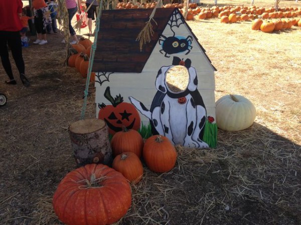 アメリカのハロウィンのカボチャ売り場 パンプキンパッチを覗いてみました まぐやまのロサンゼルス生活日記