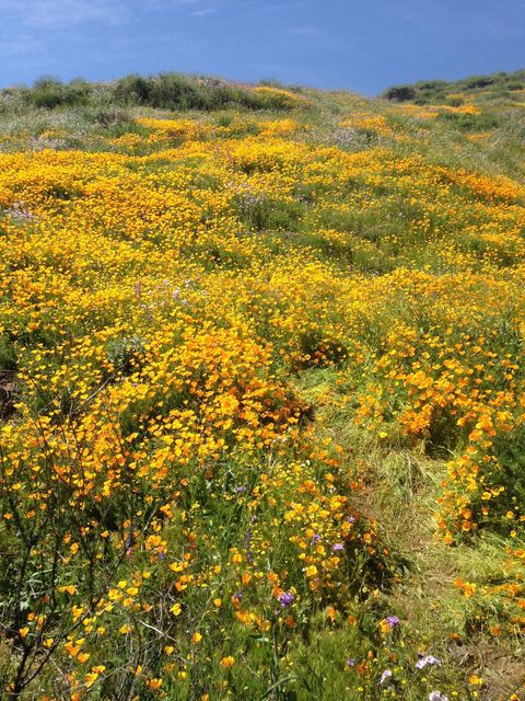 カリフォルニアポピー満開 ロサンゼルスから車で２時間 ダイアモンド バレー レイク Diamond Valley Lake まぐやまのロサンゼルス生活日記