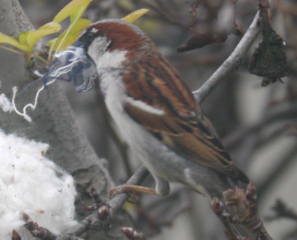 庭に訪れるロサンゼルスの野鳥たち１４選 まぐやまのロサンゼルス生活日記