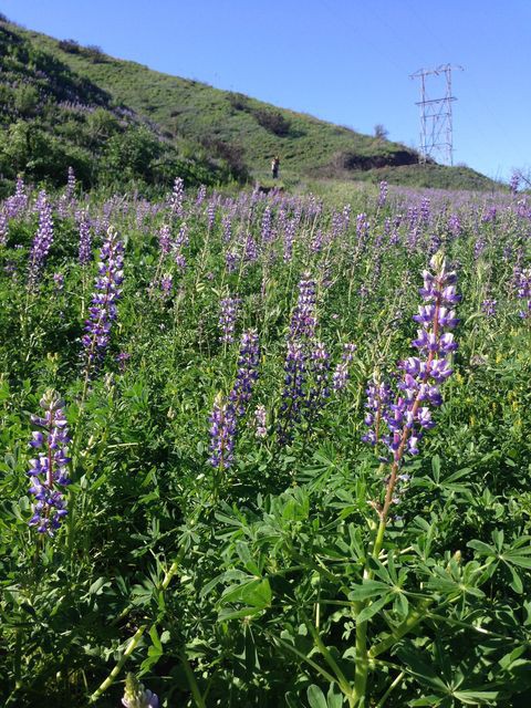 マリブの山の裏側 青紫のルピナスが咲き誇る秘密のお花畑 まぐやまのロサンゼルス生活日記