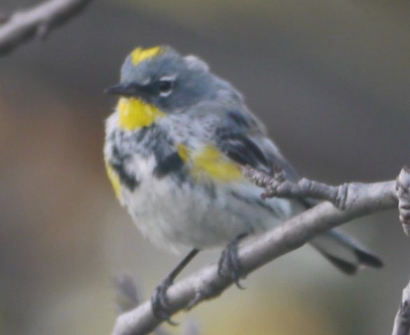 庭に訪れるロサンゼルスの野鳥たち１４選 まぐやまのロサンゼルス生活日記